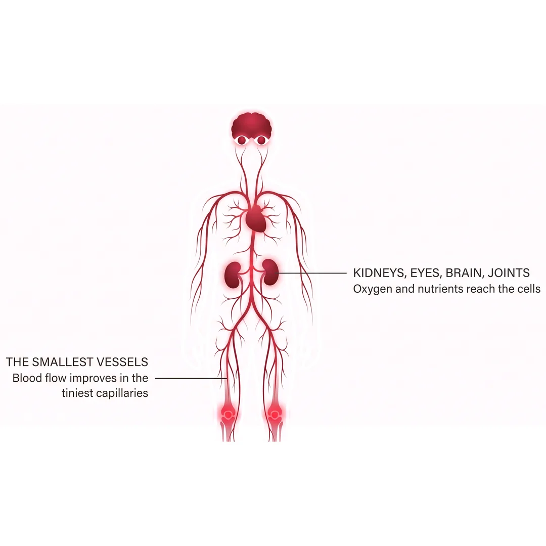 Step 3: blood flow reaches the kidneys, eyes, brain and joints